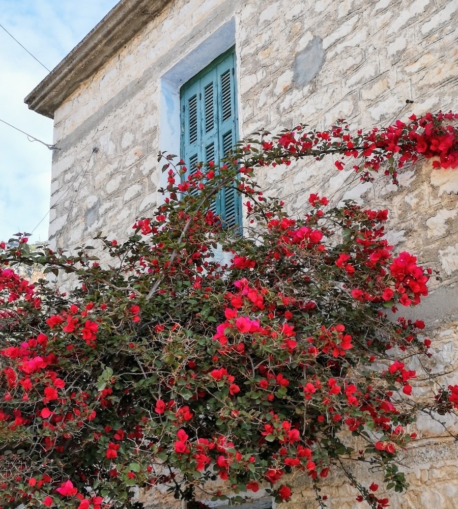 kalamos_rose_wall