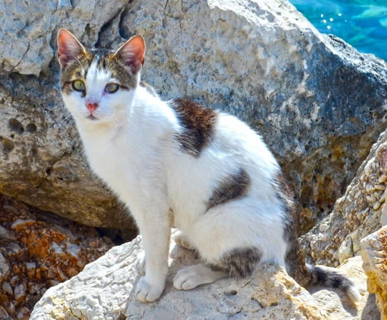 Katze Ithaki